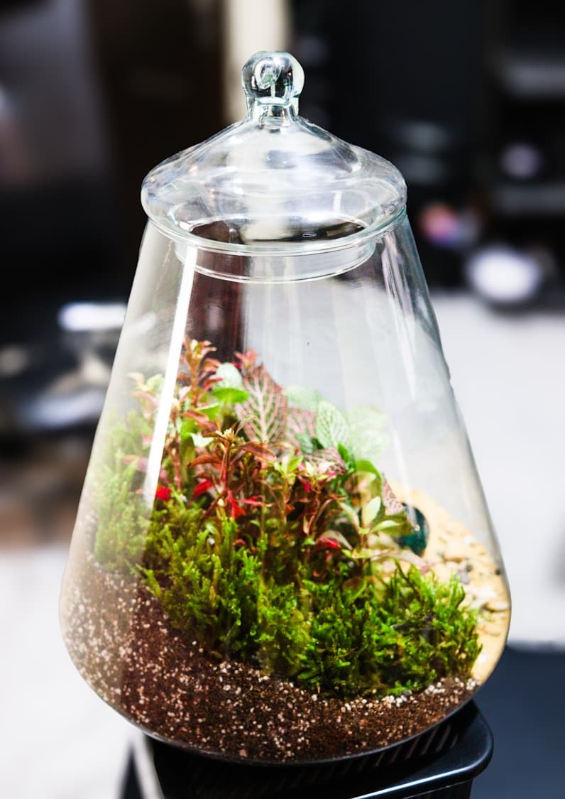 Desktop Aquascape Garden Kit