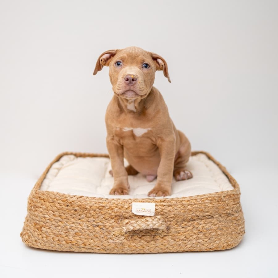 Orthopedic Dog Bed